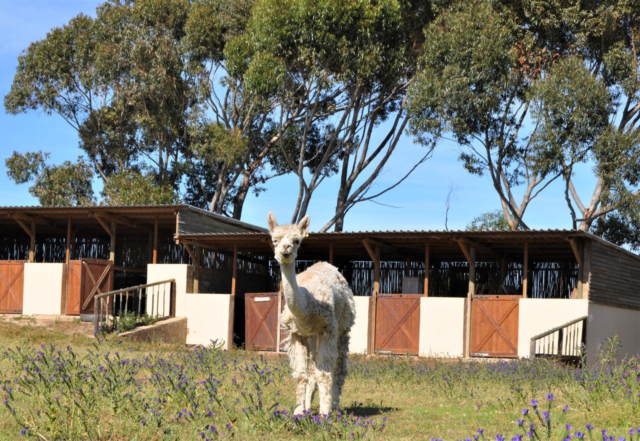 Anna Beulah Farm Villa Durbanville Exteriör bild